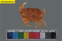 藏品(環紋金沙蟹)的圖片